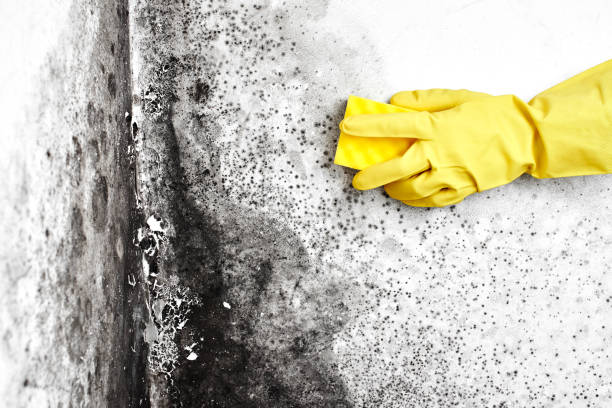 Best Attic Mold Remediation in Tornado, WV