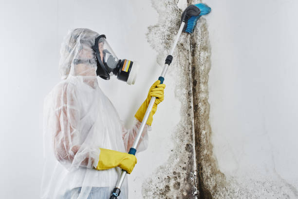 Best DIY Mold Remediation Support Services in Tornado, WV