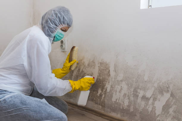 Best Mold Testing and Inspection Services in Tornado, WV