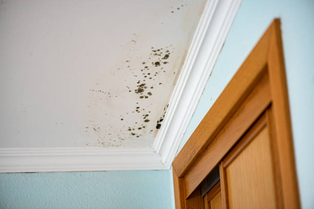 Best Post-Flood Mold Remediation in Tornado, WV