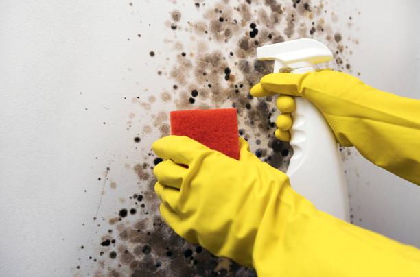 Best Post-Remediation Services in Tornado, WV