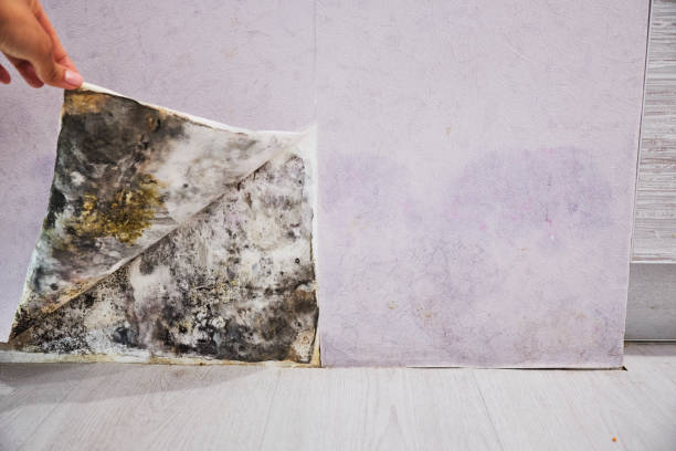 Best Commercial Mold Remediation in Tornado, WV
